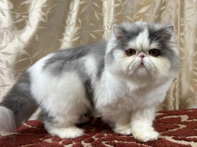 Biscuit - Persian - Gallery Photo #1