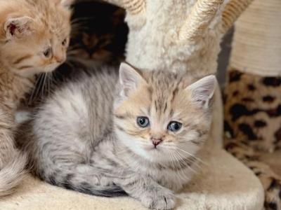 Black Golden Spotted British Shorthair Boy - British Shorthair - Gallery Photo #1