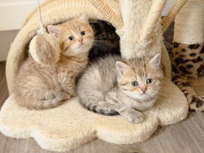 Chocolate Golden British Shorthair Girl - British Shorthair - Gallery Photo #1