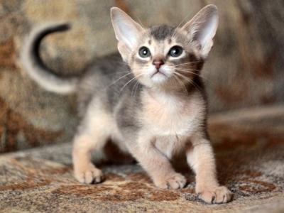 Timoha - Abyssinian - Gallery Photo #1