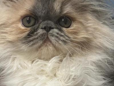 Tatiana - Persian - Gallery Photo #1