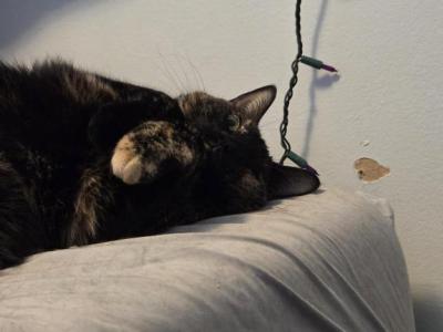 Zoboomafoo - Domestic - Gallery Photo #1