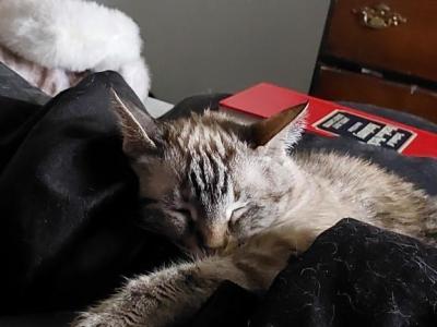 Stinky Pete - Domestic - Gallery Photo #1