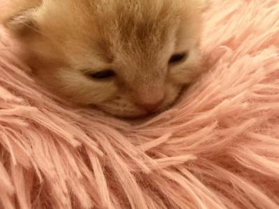 Zeus - Persian - Gallery Photo #1