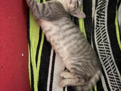 Little Gray - Domestic - Gallery Photo #1