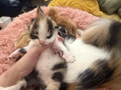 Daisy - Persian - Gallery Photo #1