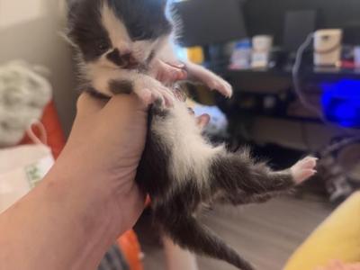 Pepper - Persian - Gallery Photo #1