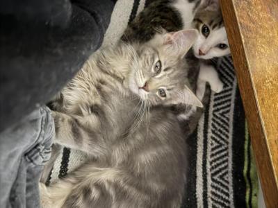 Both Cats Need Homes - Domestic - Gallery Photo #1