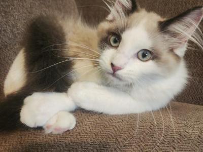 Phoenix - Ragdoll - Gallery Photo #1