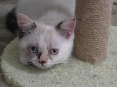 Whimsy - Himalayan - Gallery Photo #1