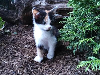 FREE Kittens - Domestic - Gallery Photo #1