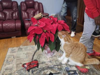 Buttercup - American Shorthair - Gallery Photo #1