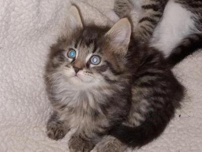 GG Taby - Maine Coon - Gallery Photo #1