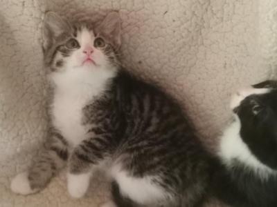 Paws - Maine Coon - Gallery Photo #1