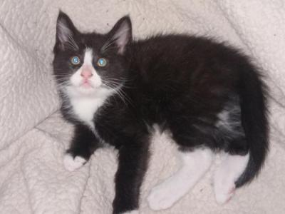Tuxedo Kitty - Maine Coon - Gallery Photo #1