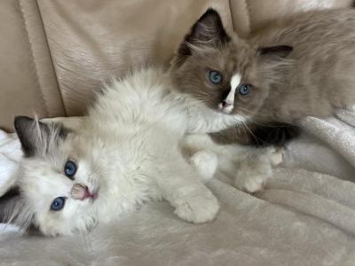 Ragdoll Kitten - Ragdoll - Gallery Photo #1