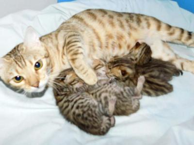 Sonnet - Cheetoh - Gallery Photo #1