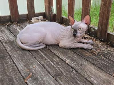 Male Sphynx Kitten - Sphynx - Gallery Photo #1