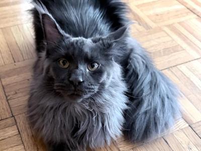 Everly Everythingcoon - Maine Coon - Gallery Photo #1