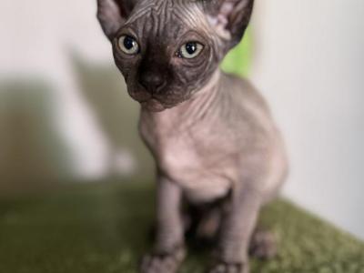 Female - Sphynx - Gallery Photo #1