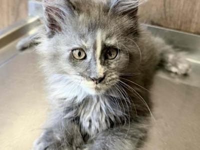 Giselle Everythingcoon - Maine Coon - Gallery Photo #1
