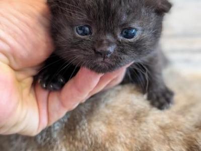 May Scottish Fold Girl - Scottish Fold - Gallery Photo #1