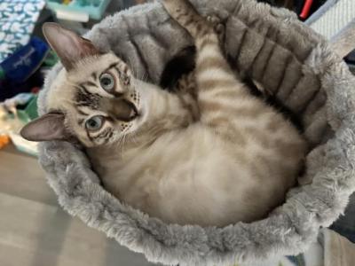 Pixie - Bengal - Gallery Photo #1