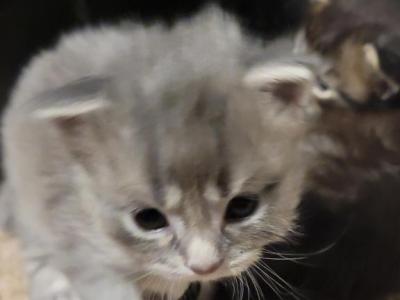 Silver Boy 26 Toes - Maine Coon - Gallery Photo #1