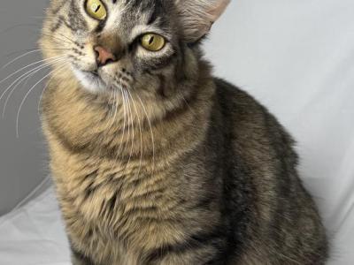 Shiner - Ragdoll - Gallery Photo #1