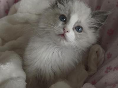 TICA Blue Bicolor Girl Avalon - Ragdoll - Gallery Photo #1