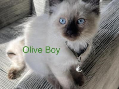 Olive - Ragdoll - Gallery Photo #1