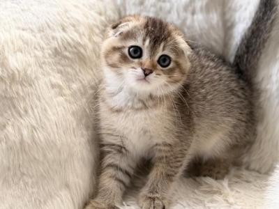 Scottish Fold Female Cute Kitten - Scottish Fold - Gallery Photo #1