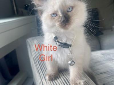 White - Ragdoll - Gallery Photo #1