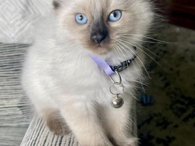 Purple - Ragdoll - Gallery Photo #1
