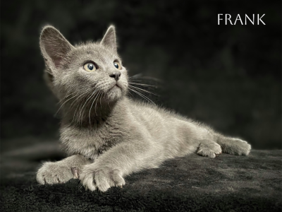 Frank - American Shorthair - Gallery Photo #1