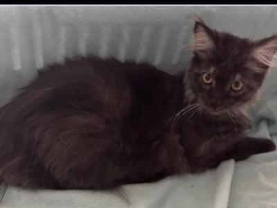 Maine Coon Male - Maine Coon - Gallery Photo #1