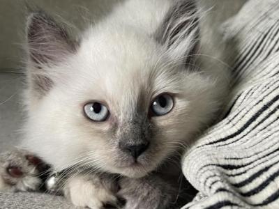 Grey - Ragdoll - Gallery Photo #1