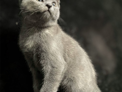 Tiffany - American Shorthair - Gallery Photo #1