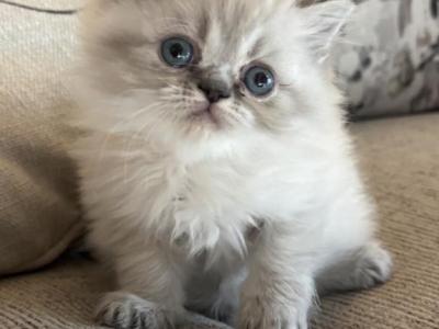 Lynx Point Doll Faced Purebred Himalayan Kitten - Himalayan - Gallery Photo #1