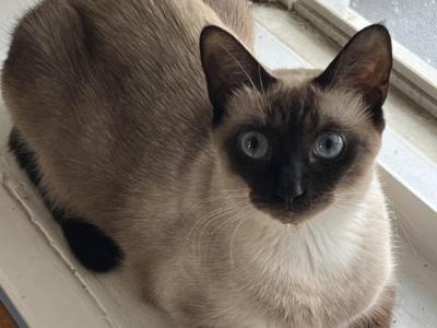 Paris - Siamese - Gallery Photo #1