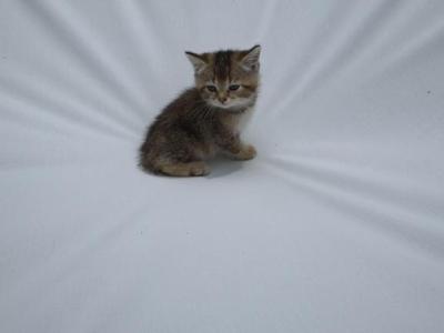 William - British Shorthair - Gallery Photo #1