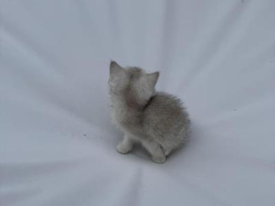 Sky - British Shorthair - Gallery Photo #1