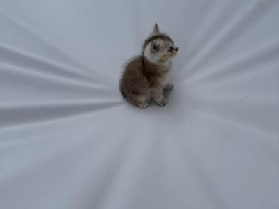 Cosmo - British Shorthair - Gallery Photo #1
