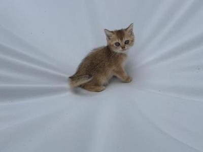 Tommy - British Shorthair - Gallery Photo #1