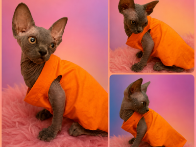Stella - Sphynx - Gallery Photo #1