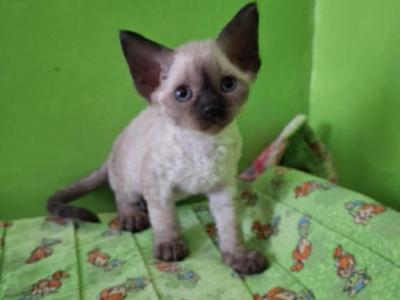 Billy Jo - Devon Rex - Gallery Photo #1