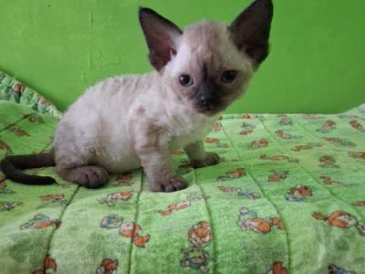 Bobby Jo - Devon Rex - Gallery Photo #1