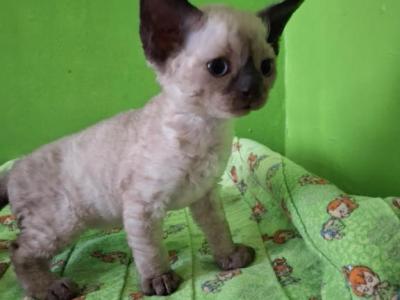 Betty Jo - Devon Rex - Gallery Photo #1