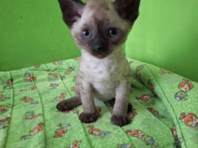Sabrina - Devon Rex - Gallery Photo #1