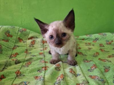 Davina - Devon Rex - Gallery Photo #1